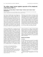 Báo cáo khoa học: The cellular oxygen tension regulates expression of the endoplasmic oxidoreductase ERO1-La ppt