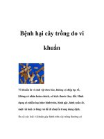 Bệnh hại cây trồng do vi khuẩn potx