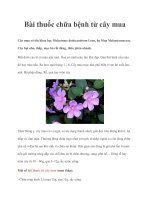 Bài thuốc chữa bệnh từ cây mua doc
