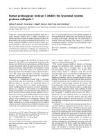 Báo cáo khoa học: Human proteoglycan testican-1 inhibits the lysosomal cysteine protease cathepsin L pdf