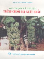 Quy trình kỹ thuật trồng chuôi già xuất khẩu pot