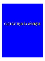 BỆNH LÝ THỰC VẬT - CÁCH GÂY HẠI CỦA MẦM BỆNH pdf