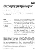 Báo cáo khoa học: Retention of the duplicated cellular retinoic acid-binding protein 1 genes (crabp1a and crabp1b) in the zebraﬁsh genome by subfunctionalization of tissue-speciﬁc expression doc
