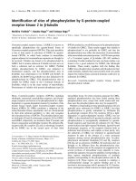 Báo cáo khoa học: Identiﬁcation of sites of phosphorylation by G-protein-coupled receptor kinase 2 in b-tubulin ppt