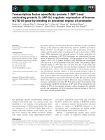 Báo cáo khoa học: Transcription factor speciﬁcity protein 1 (SP1) and activating protein 2a (AP-2a) regulate expression of human KCTD10 gene by binding to proximal region of promoter pot
