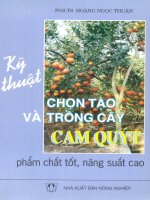 kỹ thuật chọn tạo và trồng cây cam quýt phẩm chất tốt, năng suất cao.