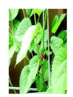 Lá dâu tằm sử dụng trong đông y pdf