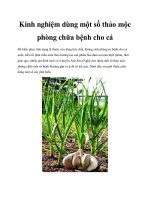 Kinh nghiệm dùng một số thảo mộc phòng chữa bệnh cho cá pot