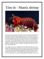Tôm tít - Mantis shrimp pptx
