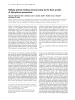 Báo cáo Y học: Holliday junction binding and processing by the RuvA protein of Mycoplasma pneumoniae ppt