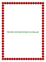 Bài thuốc chữa bệnh hô hấp từ cây húng quế doc