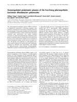 Báo cáo Y học: Osmoregulated periplasmic glucans of the free-living photosynthetic bacterium Rhodobacter sphaeroides doc