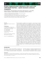 Báo cáo khoa học: Protein oligomerization induced by oleic acid at the solid–liquid interface – equine lysozyme cytotoxic complexes potx