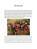 Hoa tầm xuân pdf