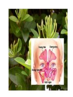 Bài thuốc trị viêm xoang docx