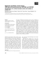 Báo cáo khoa học: Substrate speciﬁcity of the human UDP-glucuronosyltransferase UGT2B4 and UGT2B7 Identiﬁcation of a critical aromatic amino acid residue at position 33 doc