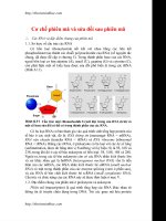 Cơ chế phiên mã và sửa đổi sau phiên mã docx