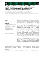 Báo cáo khoa học: Dehydroepiandrosterone inhibits the proliferation and induces the death of HPV-positive and HPV-negative cervical cancer cells through an androgen- and estrogen-receptor independent mechanism pptx