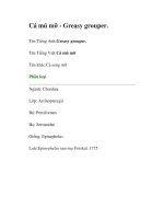 Cá mú mỡ - Greasy grouper. docx