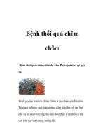 Bệnh thối quả chôm chôm doc