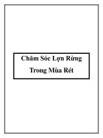 Chăm Sóc Lợn Rừng Trong Mùa Rét pot