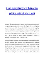 Các nguyên lý cơ bản của phiên mã và dịch mã ppt