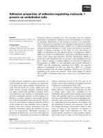 Báo cáo khoa học: Adhesion properties of adhesion-regulating molecule 1 protein on endothelial cells pptx