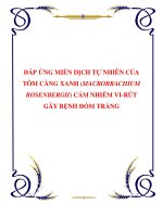 ĐÁP ỨNG MIỄN DỊCH TỰ NHIÊN CỦA TÔM CÀNG XANH (MACROBRACHIUM ROSENBERGII) CẢM NHIỄM VI-RÚT GÂY BỆNH ĐỐM TRẮNG potx