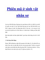 Phiên mã ở sinh vật nhân sơ docx