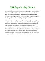 Cá Rồng: Cá rồng Châu Á pot