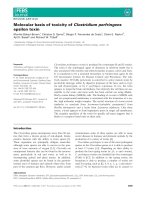 Báo cáo khoa học: Molecular basis of toxicity of Clostridium perfringens epsilon toxin ppt