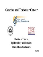 Genetics and Testicular Cancer: Division of Cancer Epidemiology and Genetics Clinical Genetics Branch doc