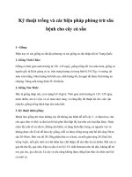 Kỹ thuật trồng và các biện pháp phòng trừ sâu bệnh cho cây củ sắn doc