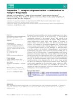 Báo cáo khoa học: Dopamine D4 receptor oligomerization – contribution to receptor biogenesis doc
