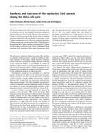 Báo cáo Y học: Synthesis and turn-over of the replicative Cdc6 protein during the HeLa cell cycle potx