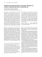 Báo cáo Y học: Puri®cation and characterization of the human adenosine A2a receptor functionally expressed in Escherichia coli doc