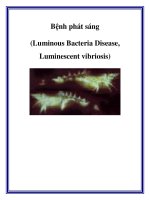 Bệnh phát sáng (Luminous Bacteria Disease, Luminescent vibriosis) doc