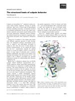 Báo cáo khoa học: The structural basis of calpain behavior pptx