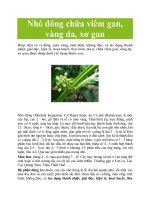 Nhó đông chữa viêm gan, vàng da, xơ gan pot