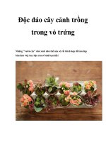 Độc đáo cây cảnh trồng trong vỏ trứng doc