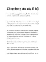 Công dụng của cây lô hội pot