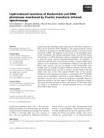 Báo cáo khoa học: Light-induced reactions of Escherichia coli DNA photolyase monitored by Fourier transform infrared spectroscopy pot