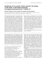 Báo cáo khoa học: Identiﬁcation of two cysteine residues involved in the binding of UDP-GalNAc to UDP-GalNAc:polypeptide N-acetylgalactosaminyltransferase 1 (GalNAc-T1) ppt
