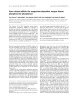 Báo cáo khóa học: How calcium inhibits the magnesium-dependent enzyme human phosphoserine phosphatase potx