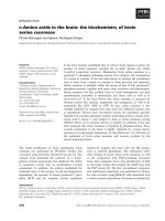 Báo cáo khoa học: D-Amino acids in the brain: the biochemistry of brain serine racemase potx