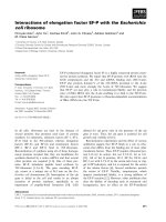 Báo cáo khoa học: Interactions of elongation factor EF-P with the Escherichia coli ribosome doc