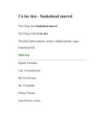 Cá lóc đen - Snakehead murrel pot