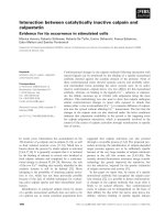Báo cáo khoa học: Interaction between catalytically inactive calpain and calpastatin Evidence for its occurrence in stimulated cells docx