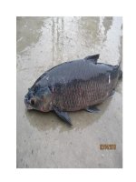 Cá trắm phòng và chữa bệnh pot