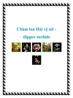 Chăm lan Hài vệ nữ slipper orchids pdf